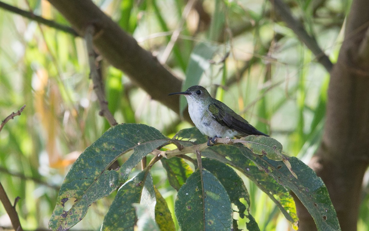 White-bellied Hummingbird - ML220506271