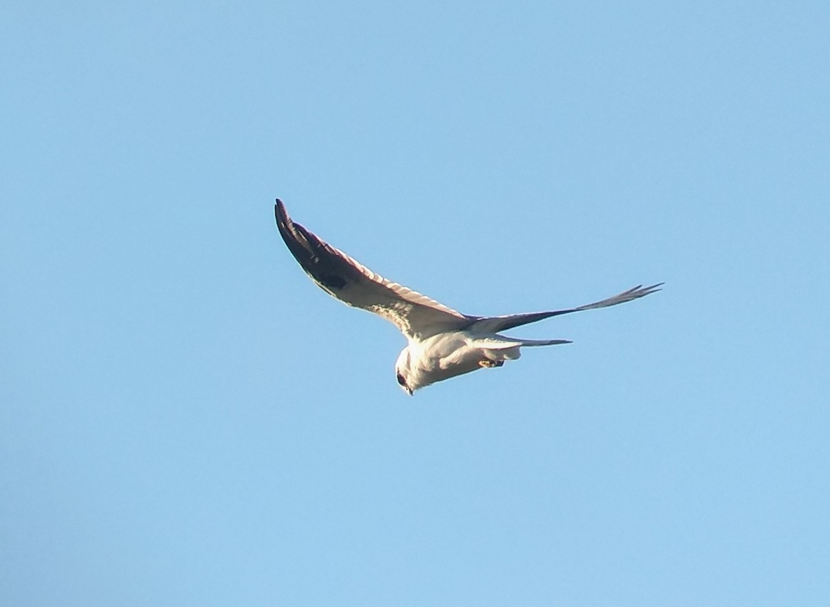 Black-shouldered Kite - ML220511171