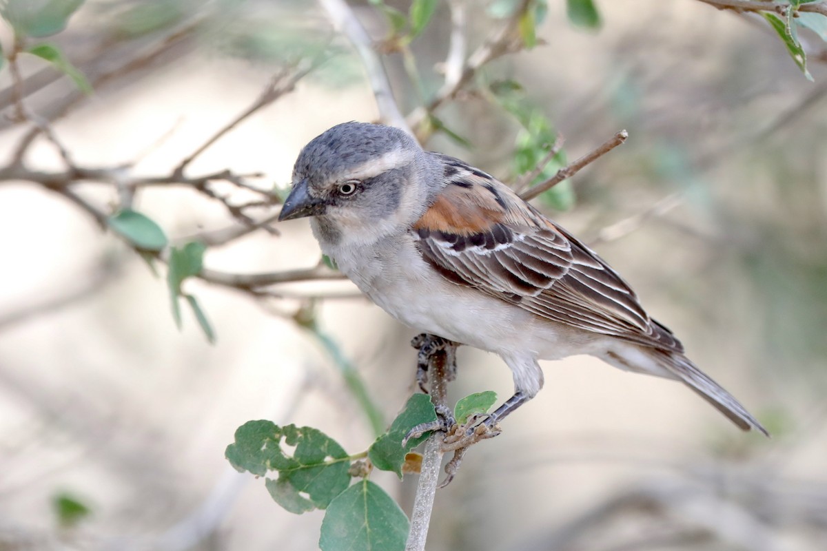 Kenya Rufous Sparrow - ML220513121