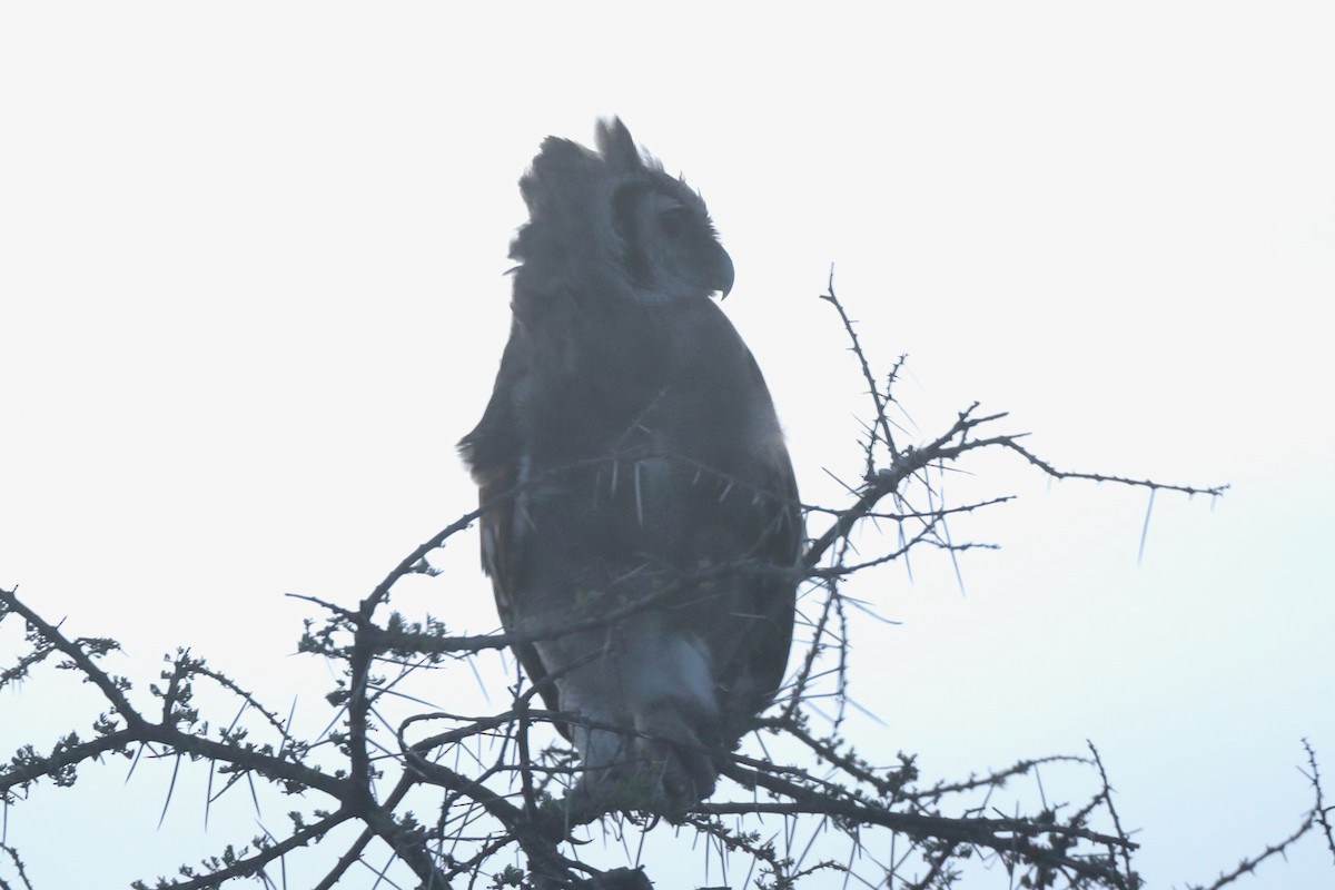 Verreaux's Eagle-Owl - ML220513221