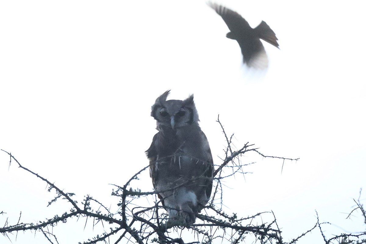 Verreaux's Eagle-Owl - ML220513231