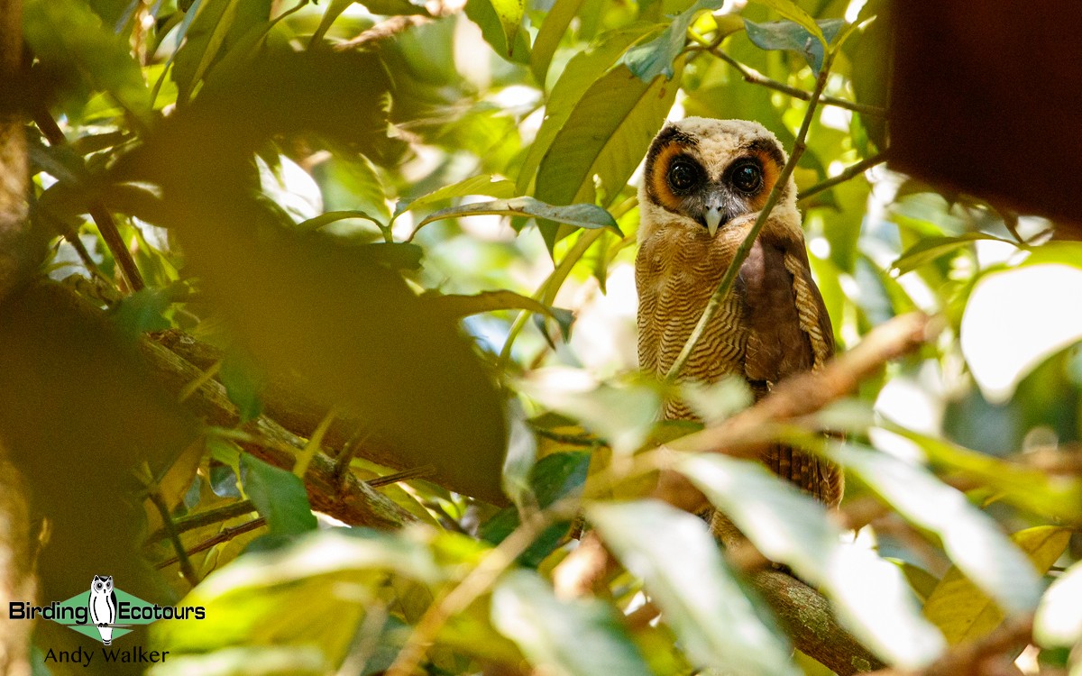 Brown Wood-Owl (Brown) - Andy Walker - Birding Ecotours