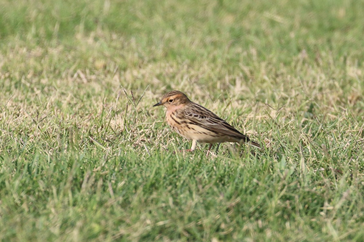 Red-throated Pipit - ML220514751