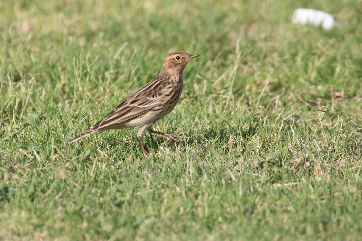 Red-throated Pipit - Oscar Campbell