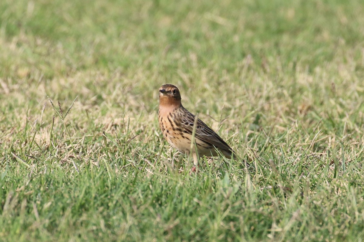 Red-throated Pipit - ML220514771