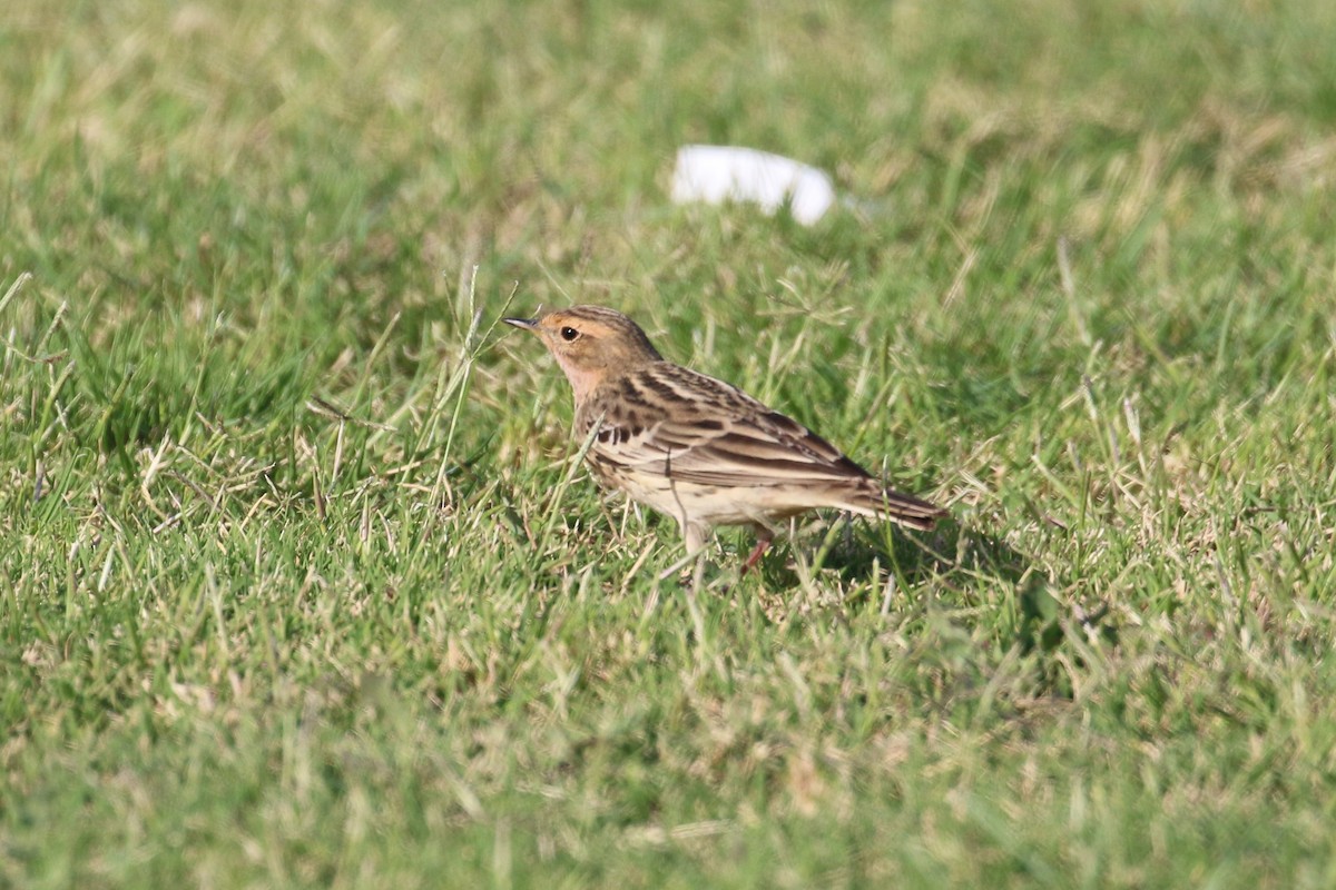Red-throated Pipit - ML220514781