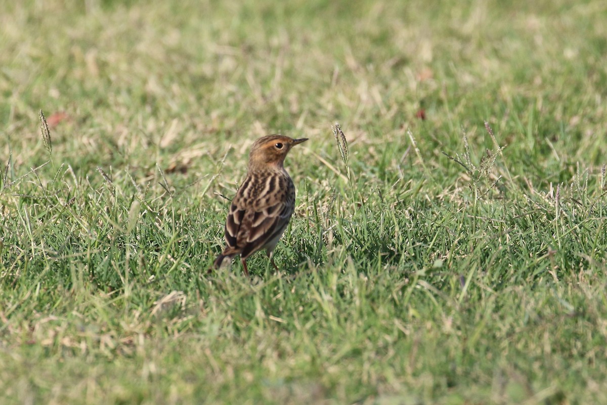 Red-throated Pipit - ML220514791