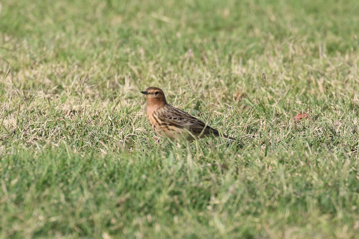 Red-throated Pipit - ML220514801