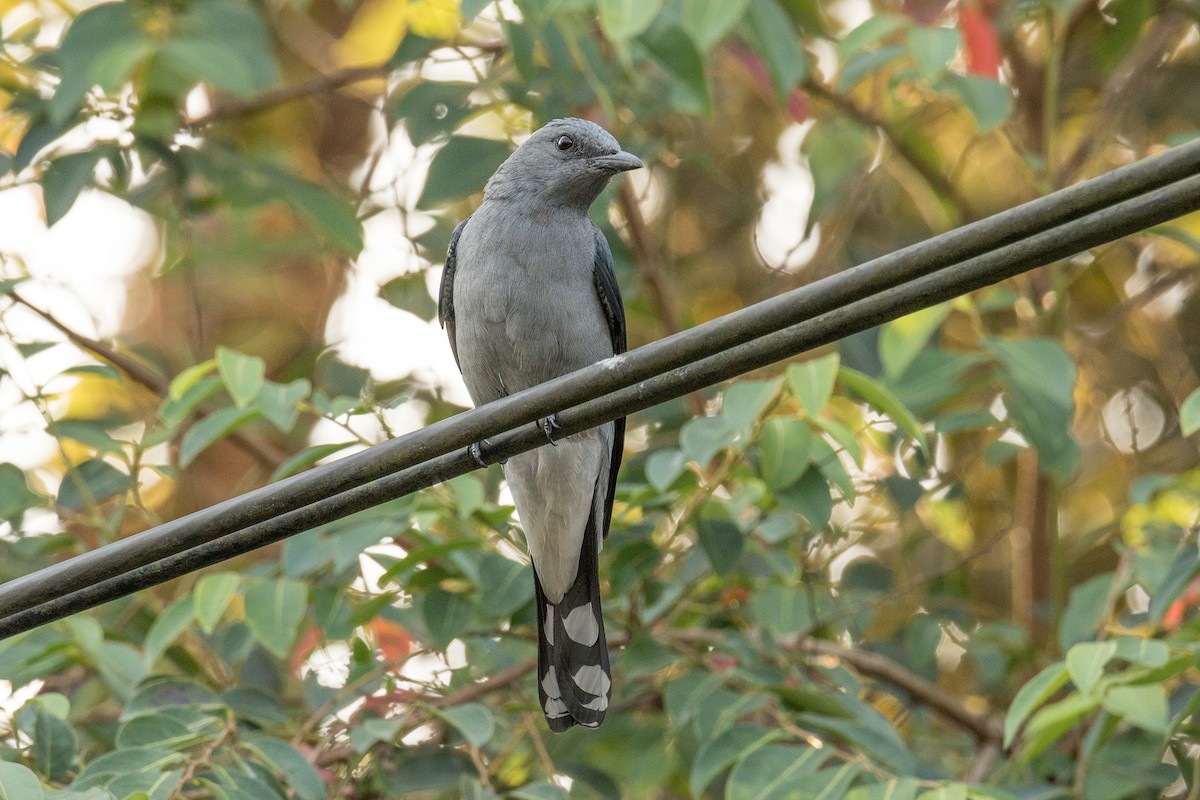 Black-winged Cuckooshrike - Wich’yanan Limparungpatthanakij