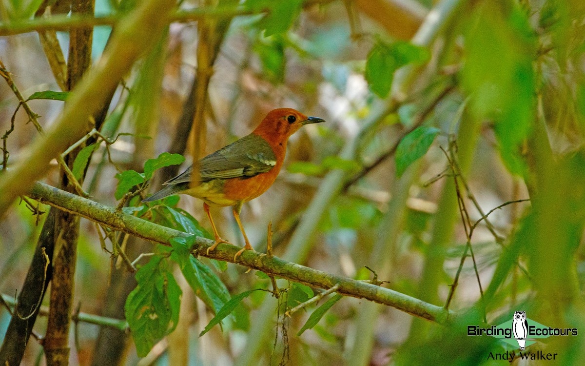 Orange-headed Thrush (Orange-headed) - Andy Walker - Birding Ecotours