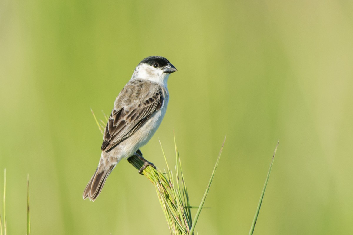 Pearly-bellied Seedeater - Adrian Eisen Rupp
