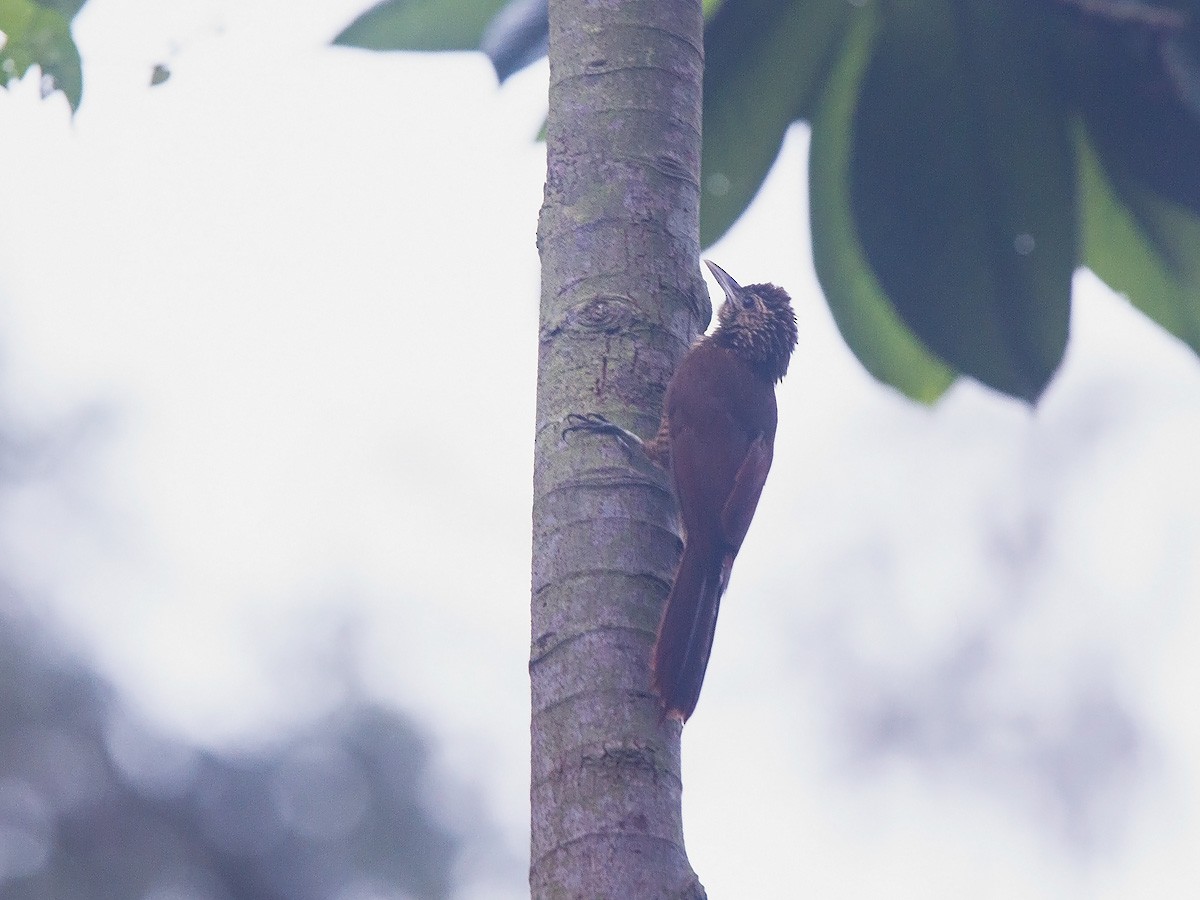 Black-banded Woodcreeper (Black-banded) - Niall D Perrins
