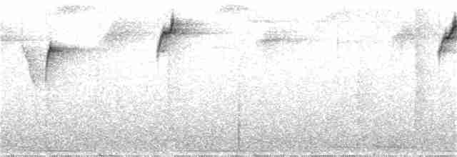 kolibřík bělohrdlý - ML220515691