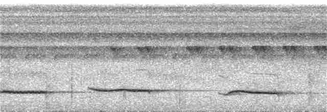 White-necked Thrush (Gray-flanked) - ML220517511
