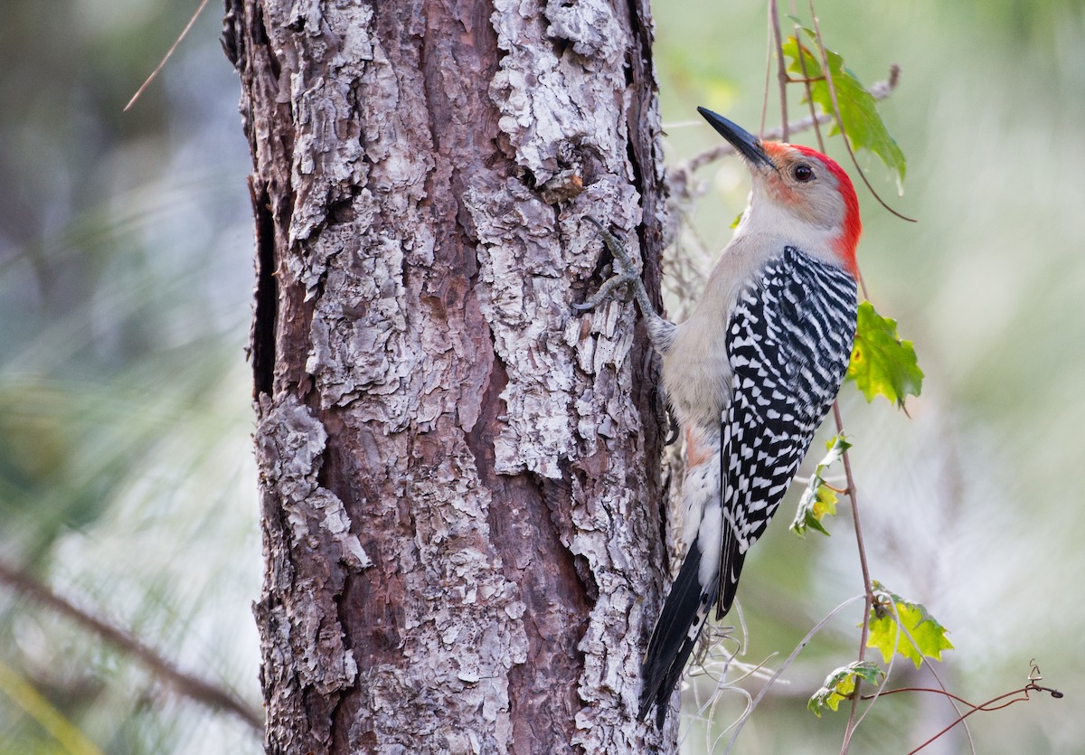 Red-bellied Woodpecker - Herb Elliott