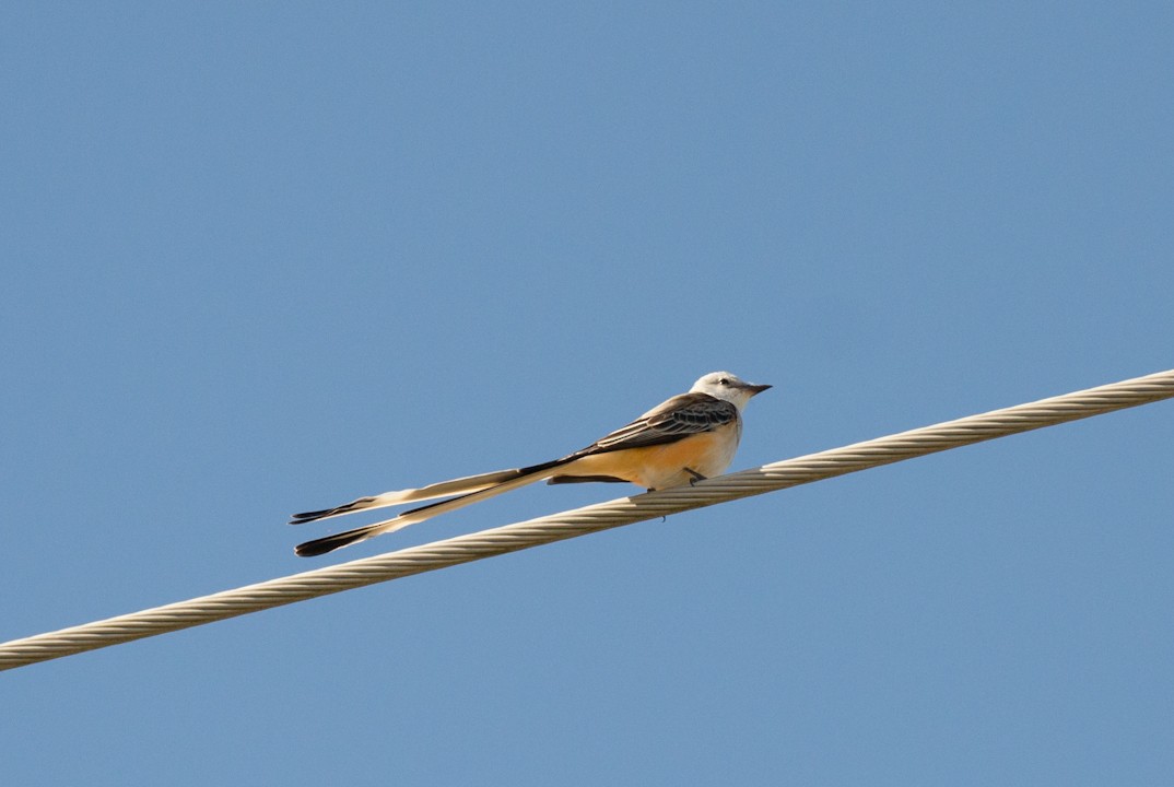 Scissor-tailed Flycatcher - Colton Robbins