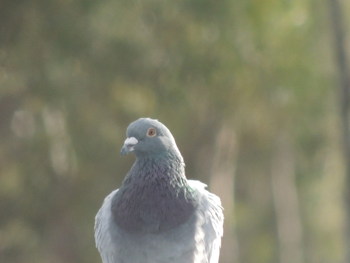 Сизый голубь (Одомашненного типа) - ML220525641