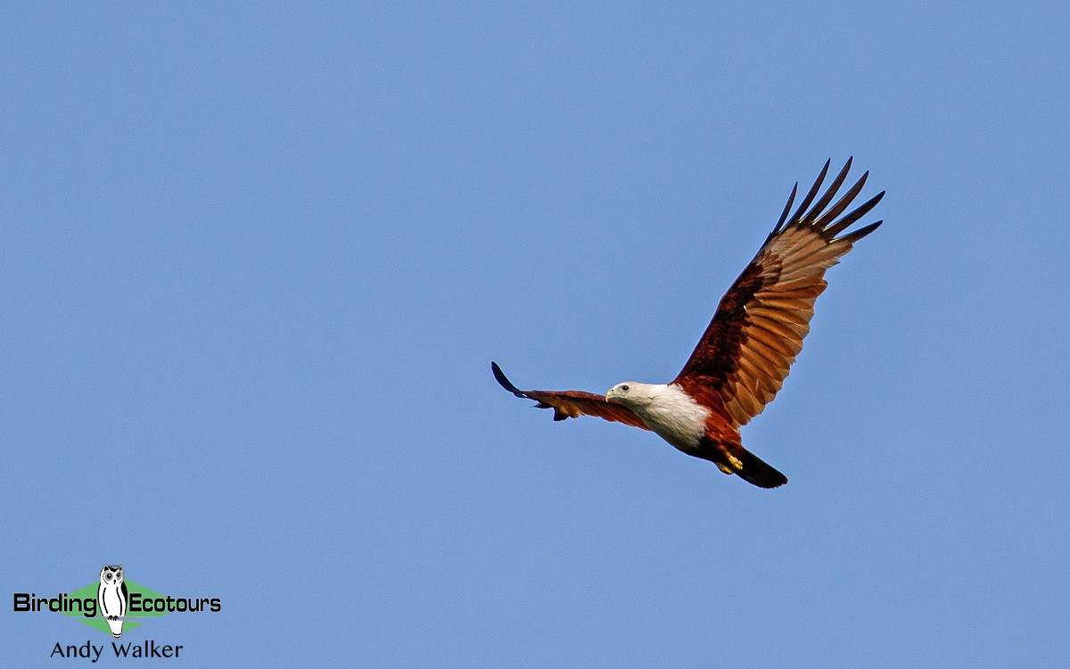 Brahminy Kite - Andy Walker - Birding Ecotours