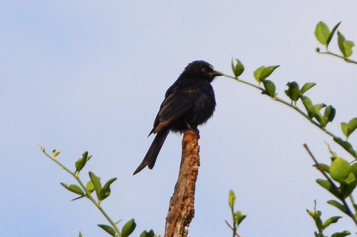Fork-tailed Drongo - Michele D'Amico