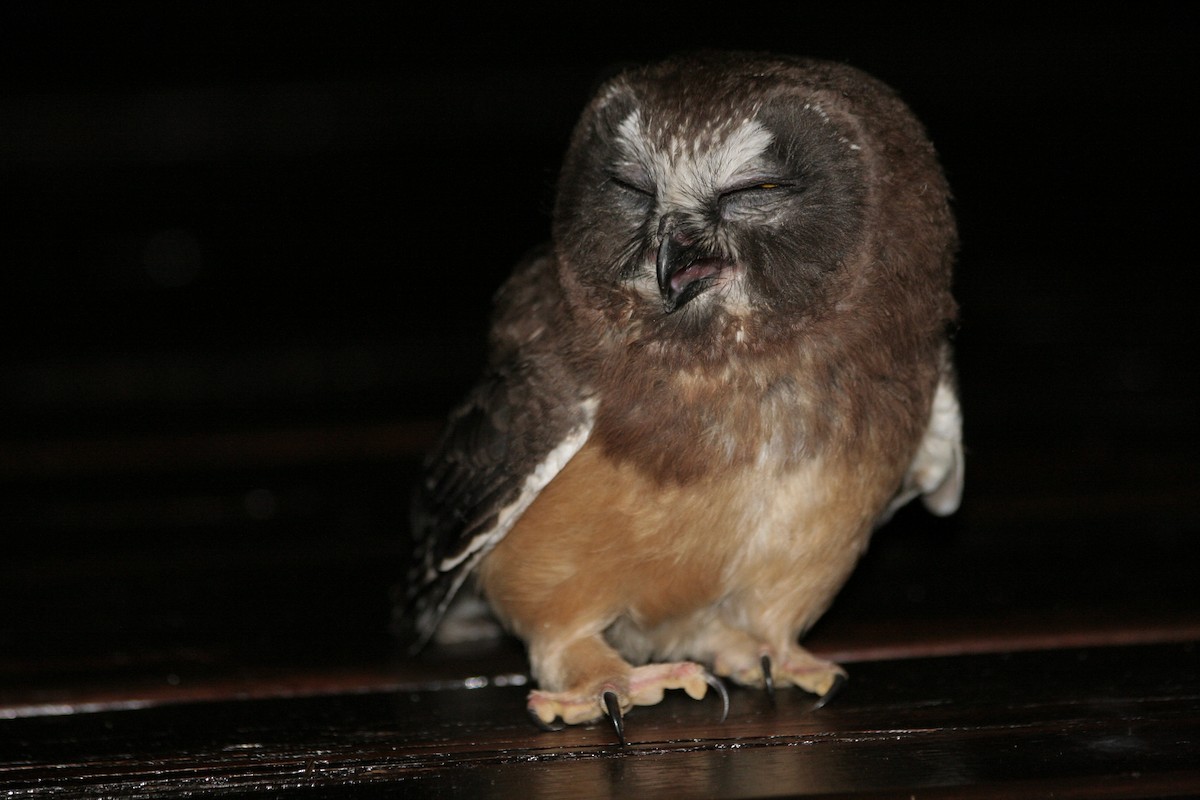 Northern Saw-whet Owl - Jean Laperrière COHL