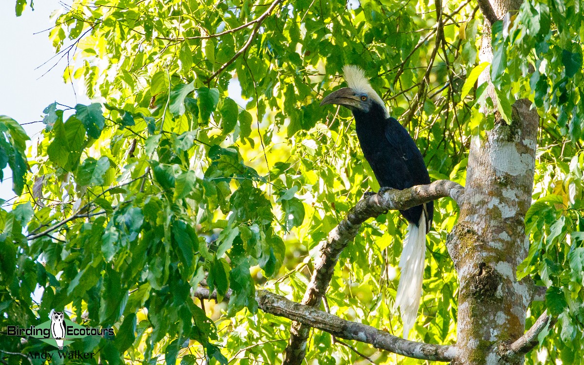 White-crowned Hornbill - Andy Walker - Birding Ecotours