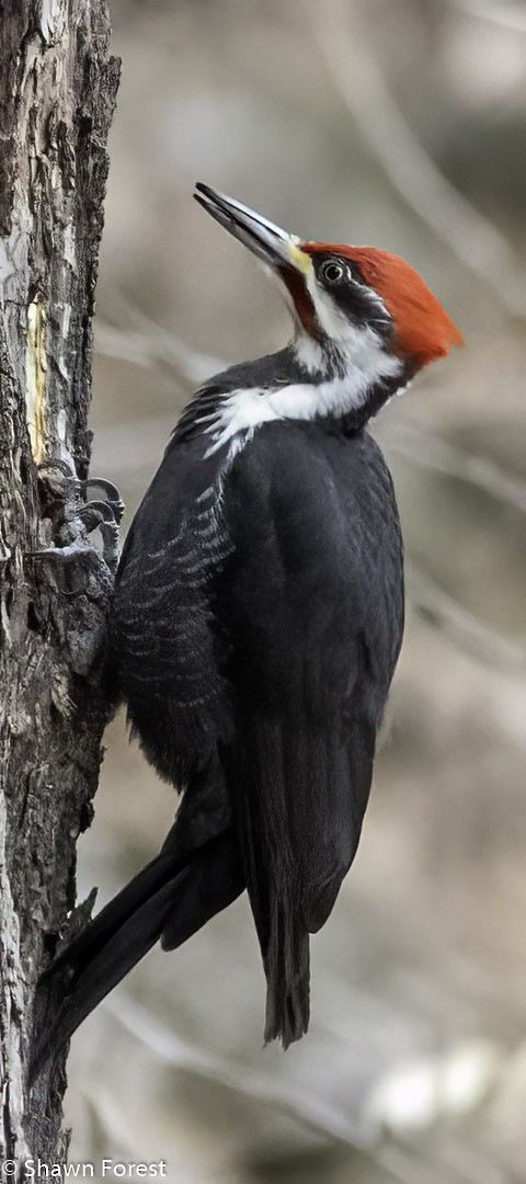Pileated Woodpecker - shawn forest