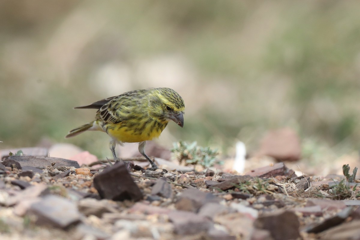 White-bellied Canary - ML220532801