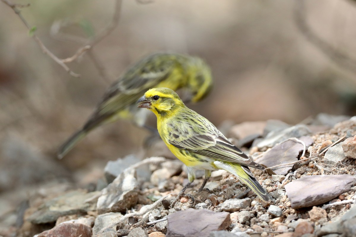 White-bellied Canary - ML220532881