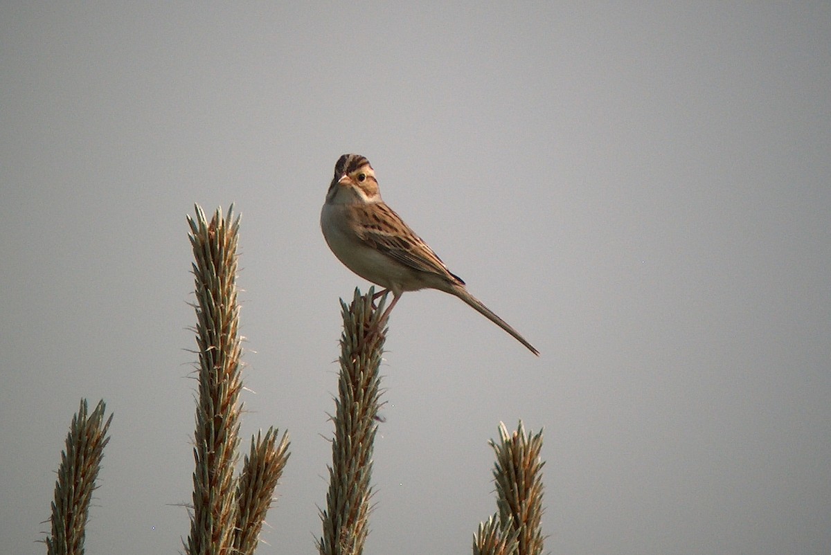 Clay-colored Sparrow - ML220534341