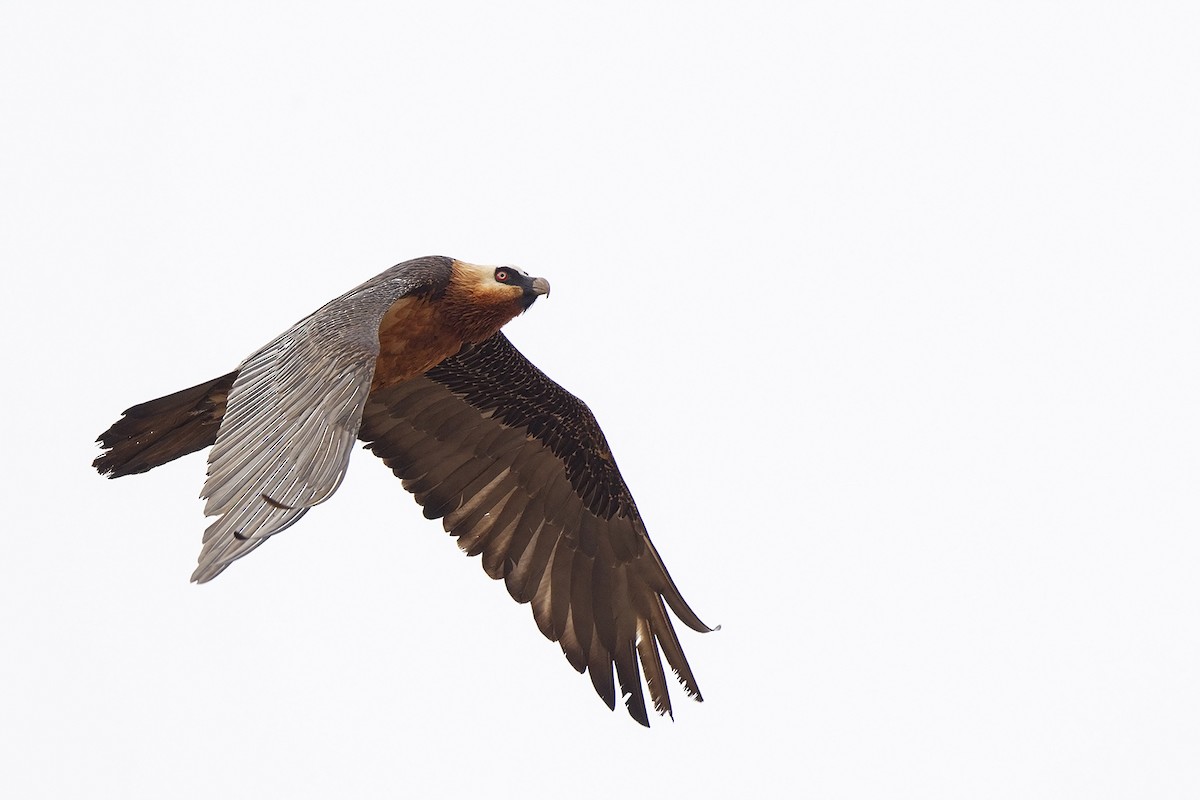 Bearded Vulture (African) - ML220537221