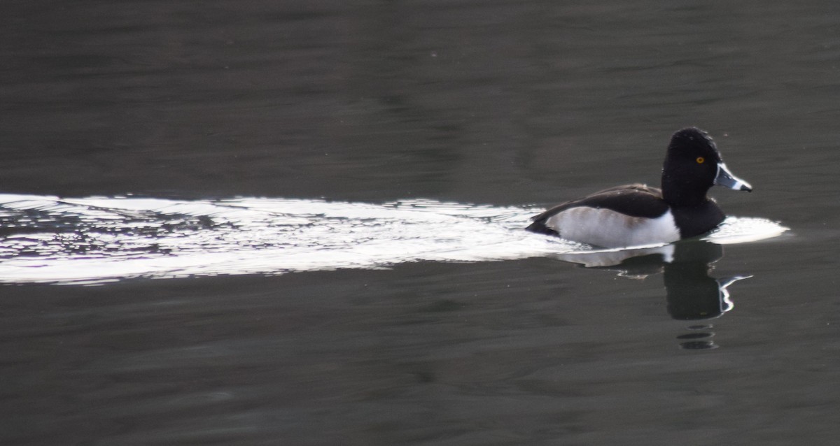 Ring-necked Duck - Mary  McMahon
