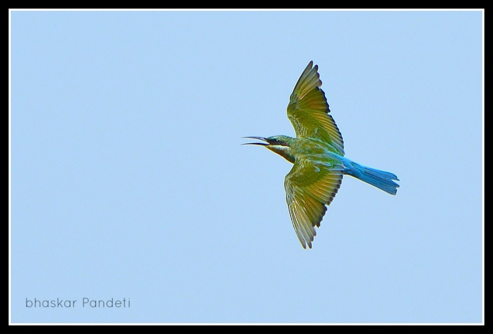 Blue-tailed Bee-eater - ML220543781