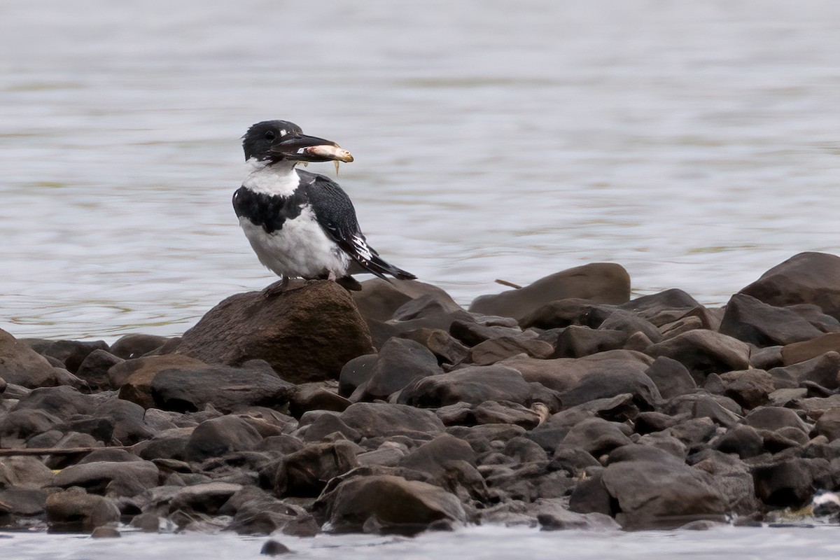 Belted Kingfisher - ML220543831