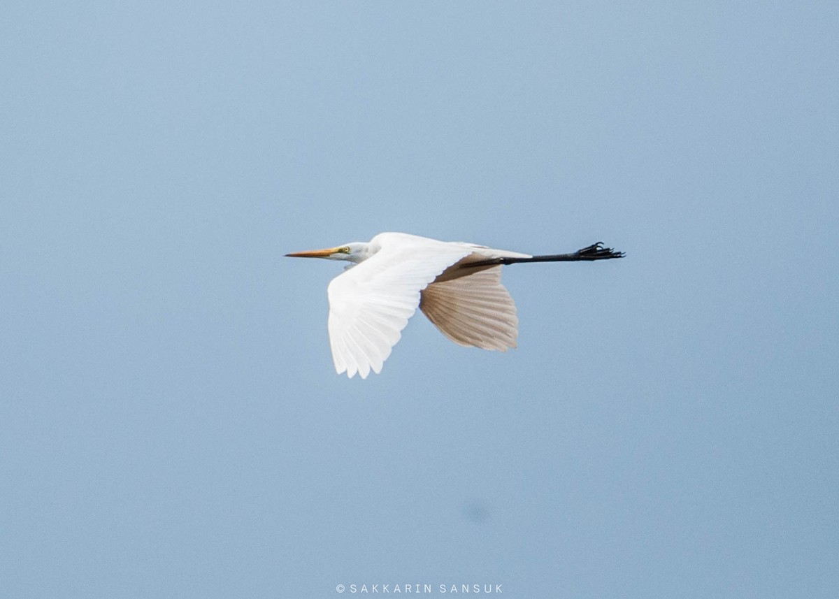 Great Egret - Sakkarin Sansuk