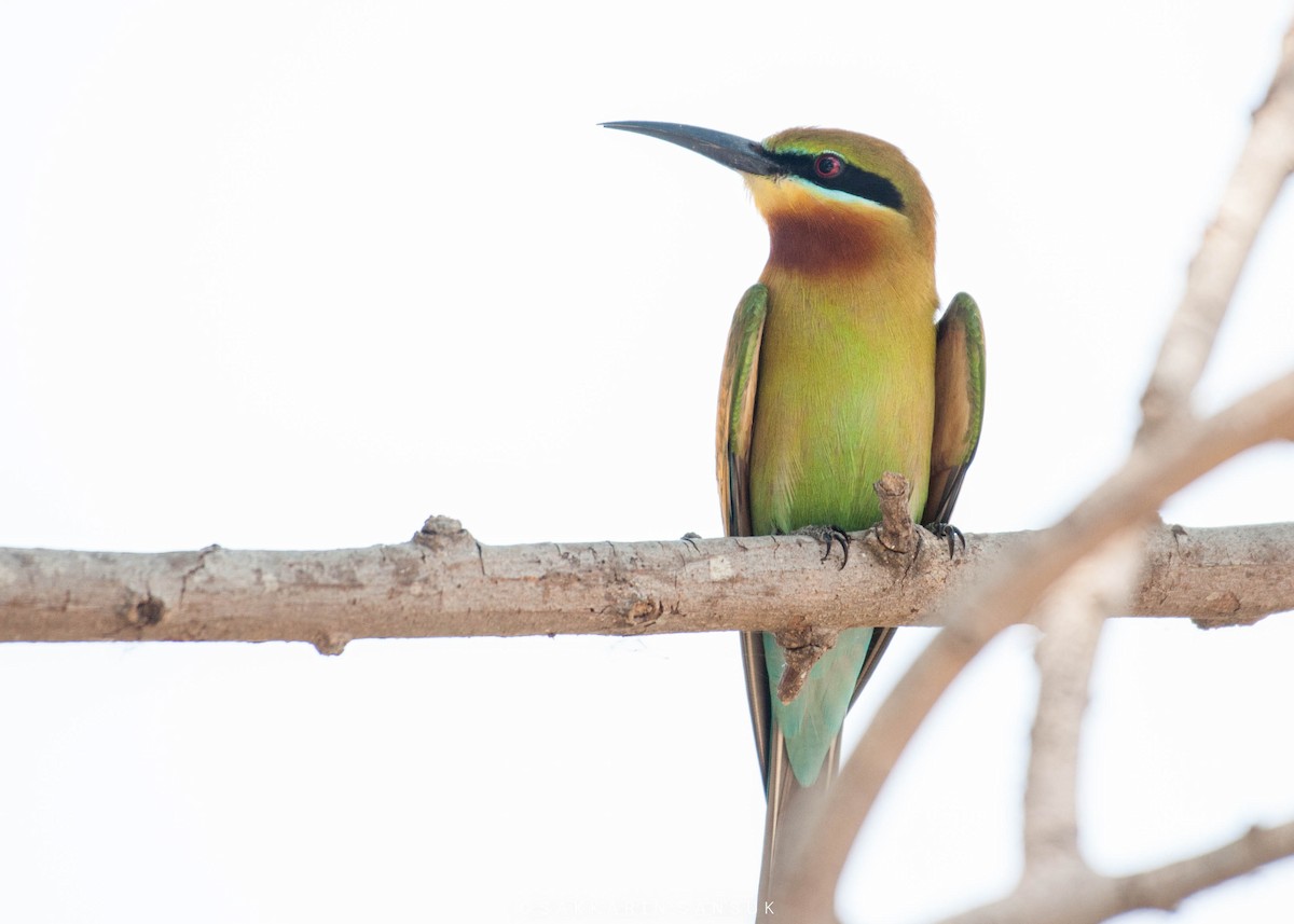 Blue-tailed Bee-eater - ML220548751