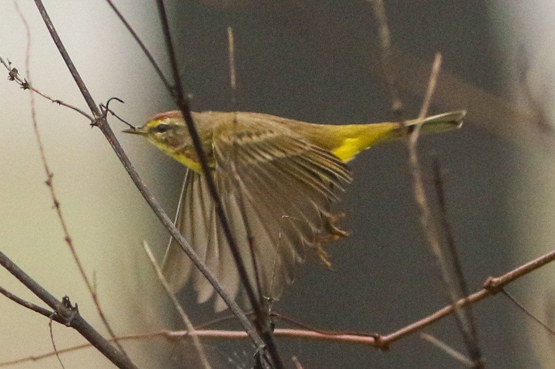 Palm Warbler (Yellow) - Byron Stone