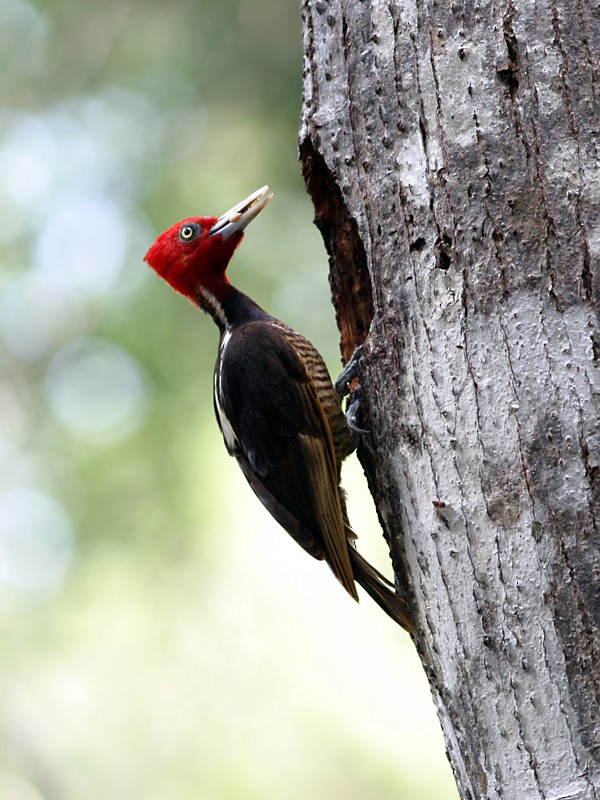 Pale-billed Woodpecker - ML220553391