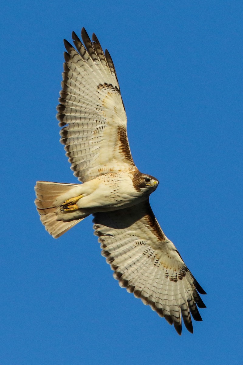 Red-tailed Hawk (fuertesi) - ML220553821