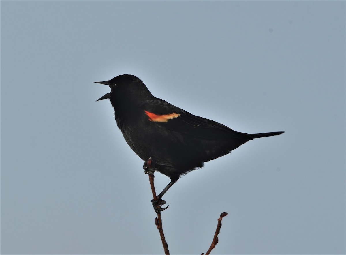 Red-winged Blackbird - Francois Dubois