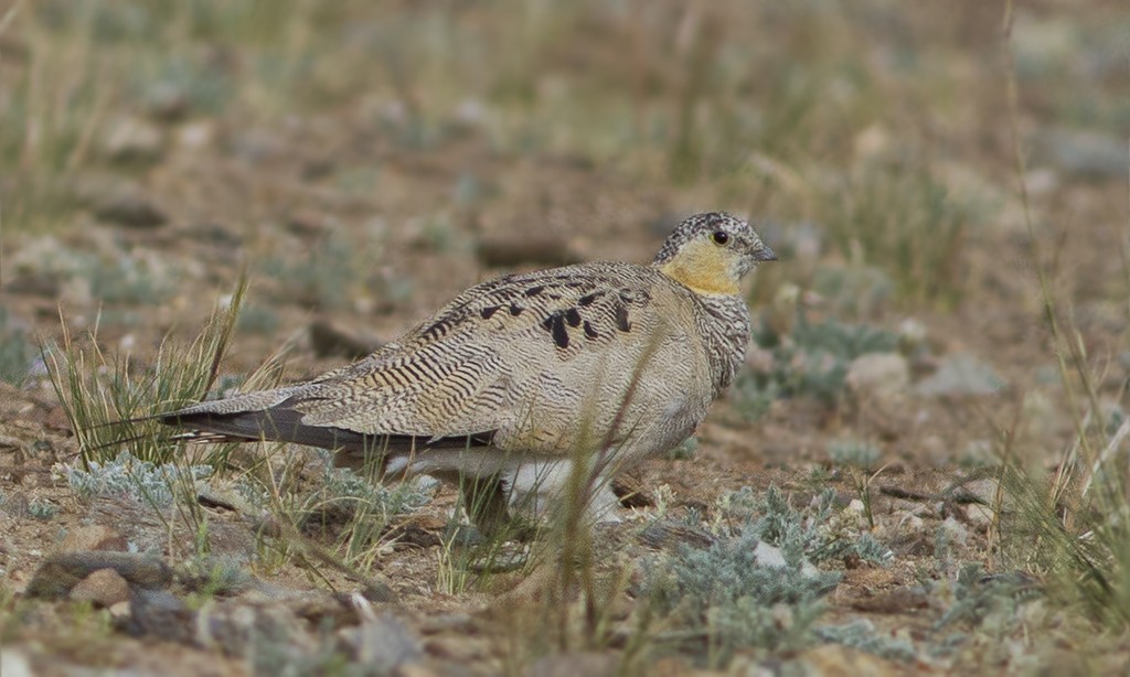 Tibetan Sandgrouse - Dibyendu Ash