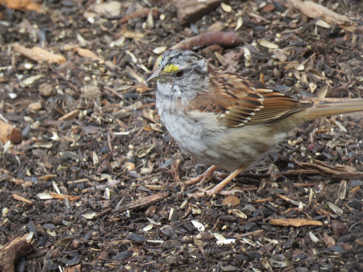 White-throated Sparrow - ML220560421