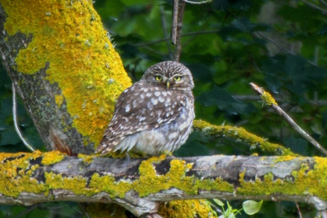 Little Owl - Neil Robertson