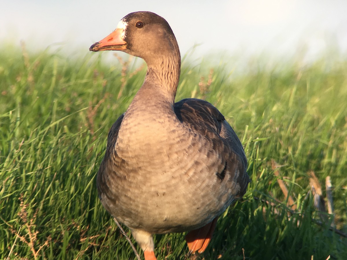 Greater White-fronted Goose - Will Brooks