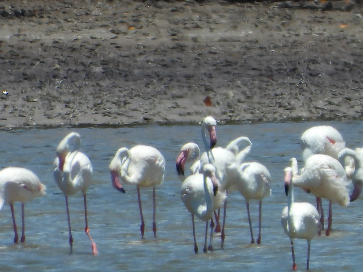 Greater Flamingo - Salma Mazrui-Watt