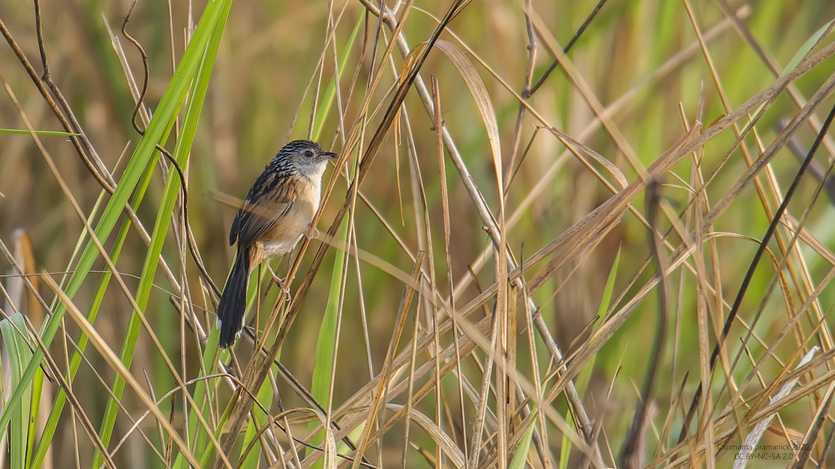 Indian Grassbird - Sumanta Pramanick