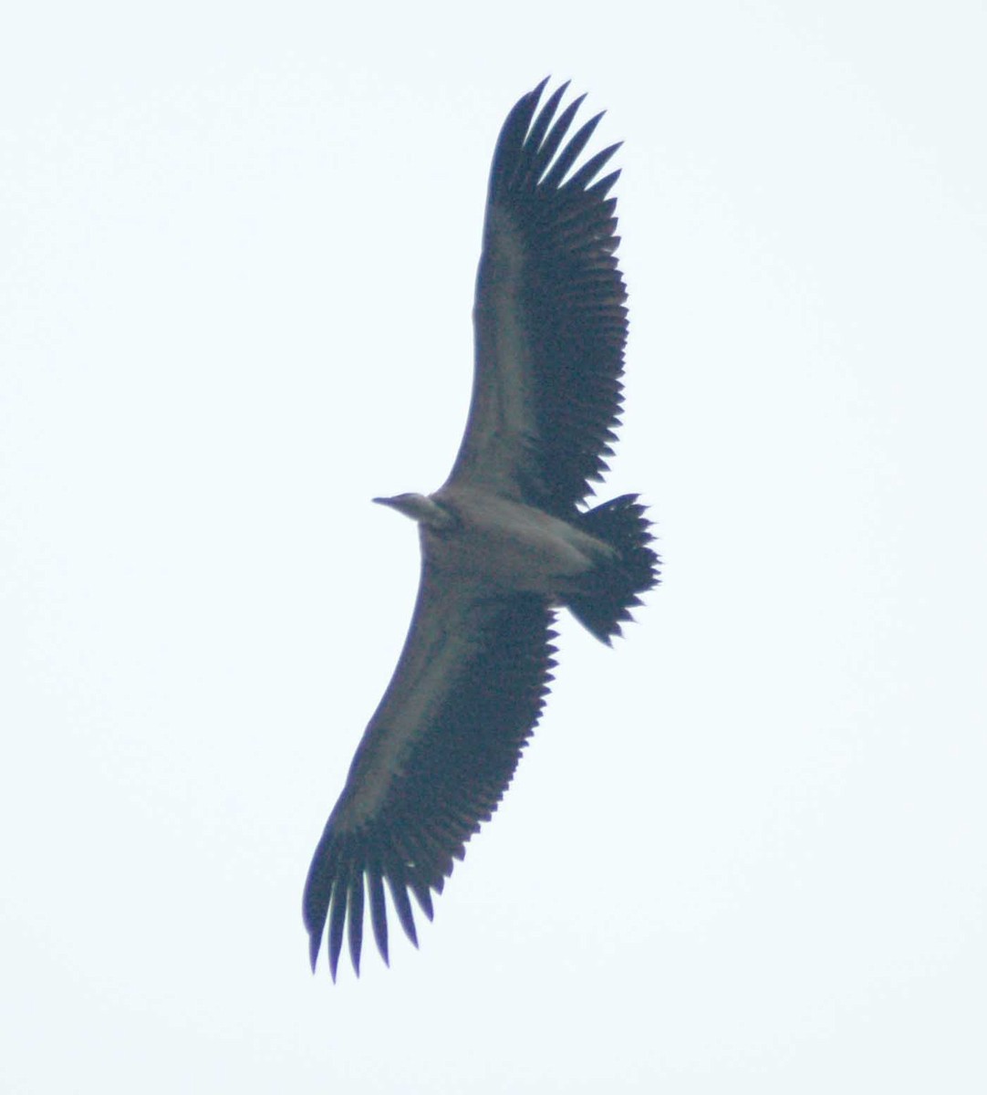 Indian Vulture - ML220579861