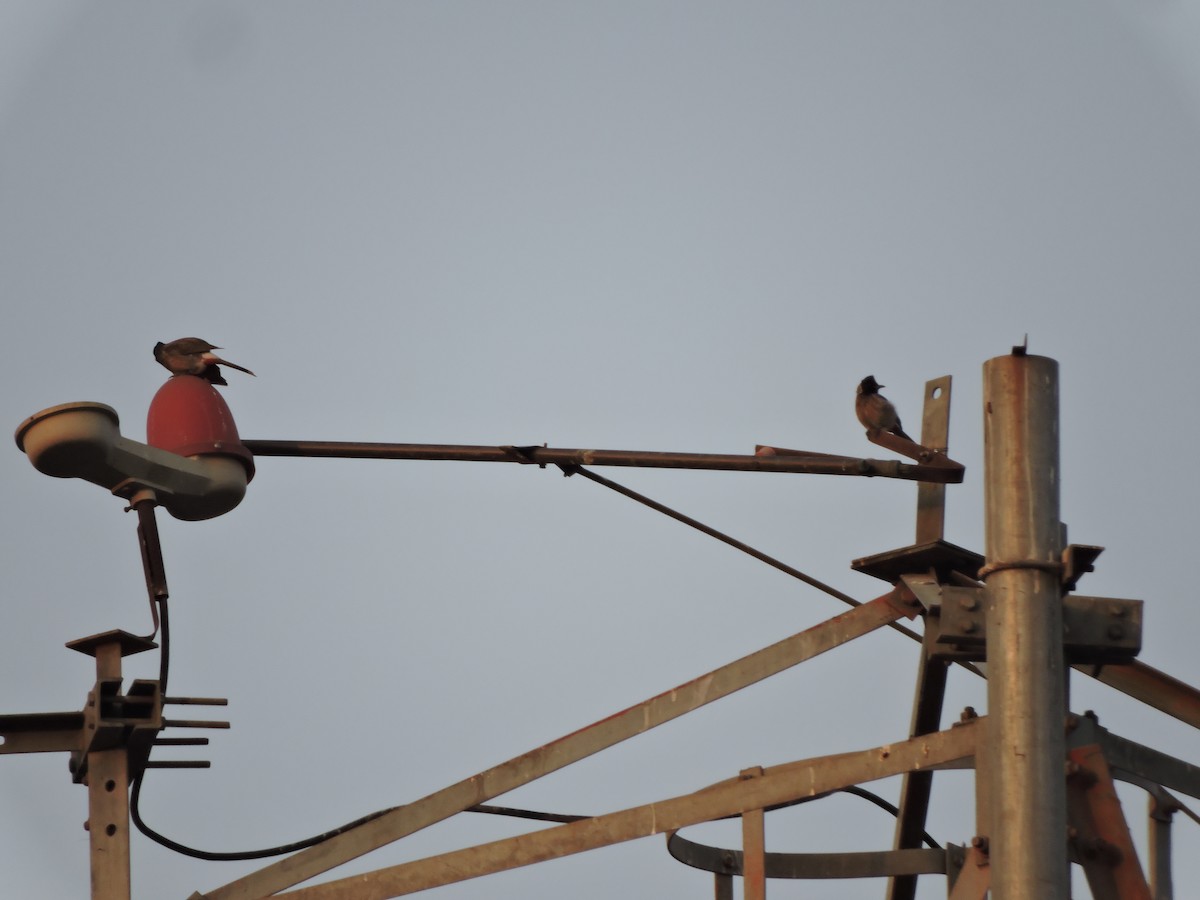 Red-vented Bulbul - ML220585891