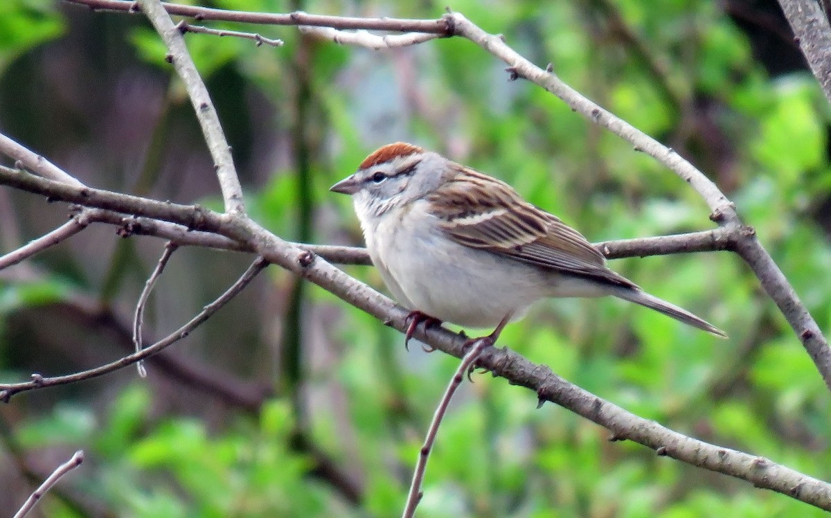 Chipping Sparrow - ML220588451