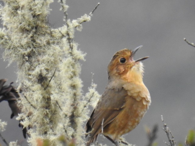 Formative Tawny Antpitta (subspeices&nbsp;<em class="SciName notranslate">quitensis</em>). - Tawny Antpitta - 