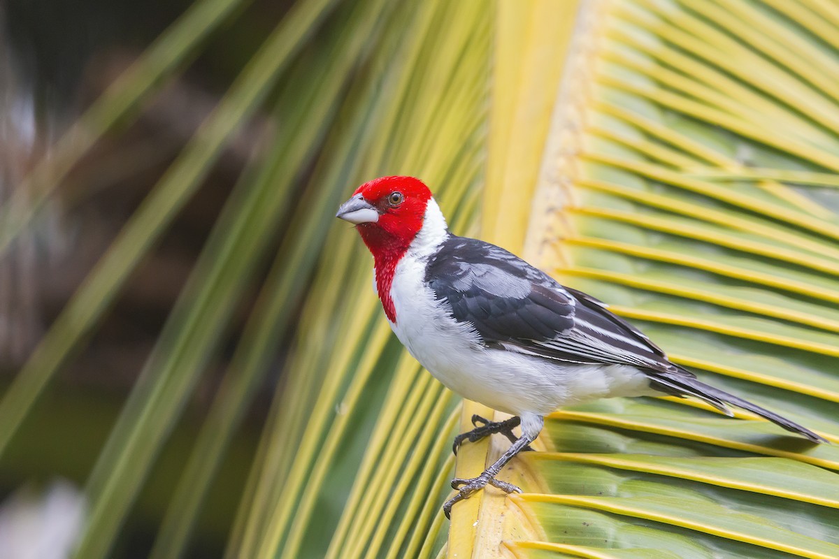 Red-cowled Cardinal - ML220595401